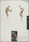 Foto von Salix herbacea L. x Salix repens L.